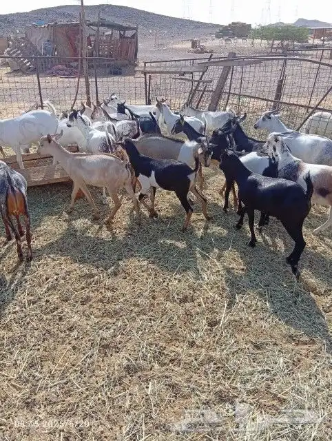 20 تيوس من 650 مخاضي 2