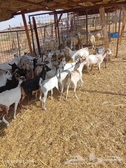 20 تيوس من 650 مخاضي 6