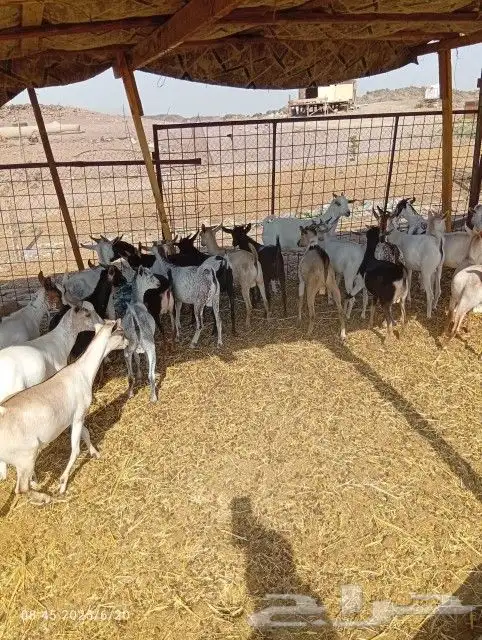 20 تيوس من 650 مخاضي 5