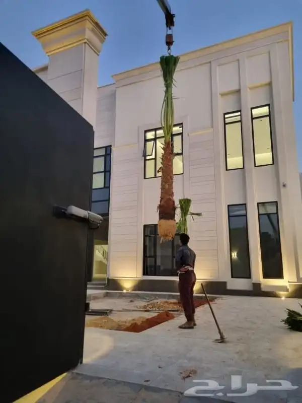 نخل واشنطني 3