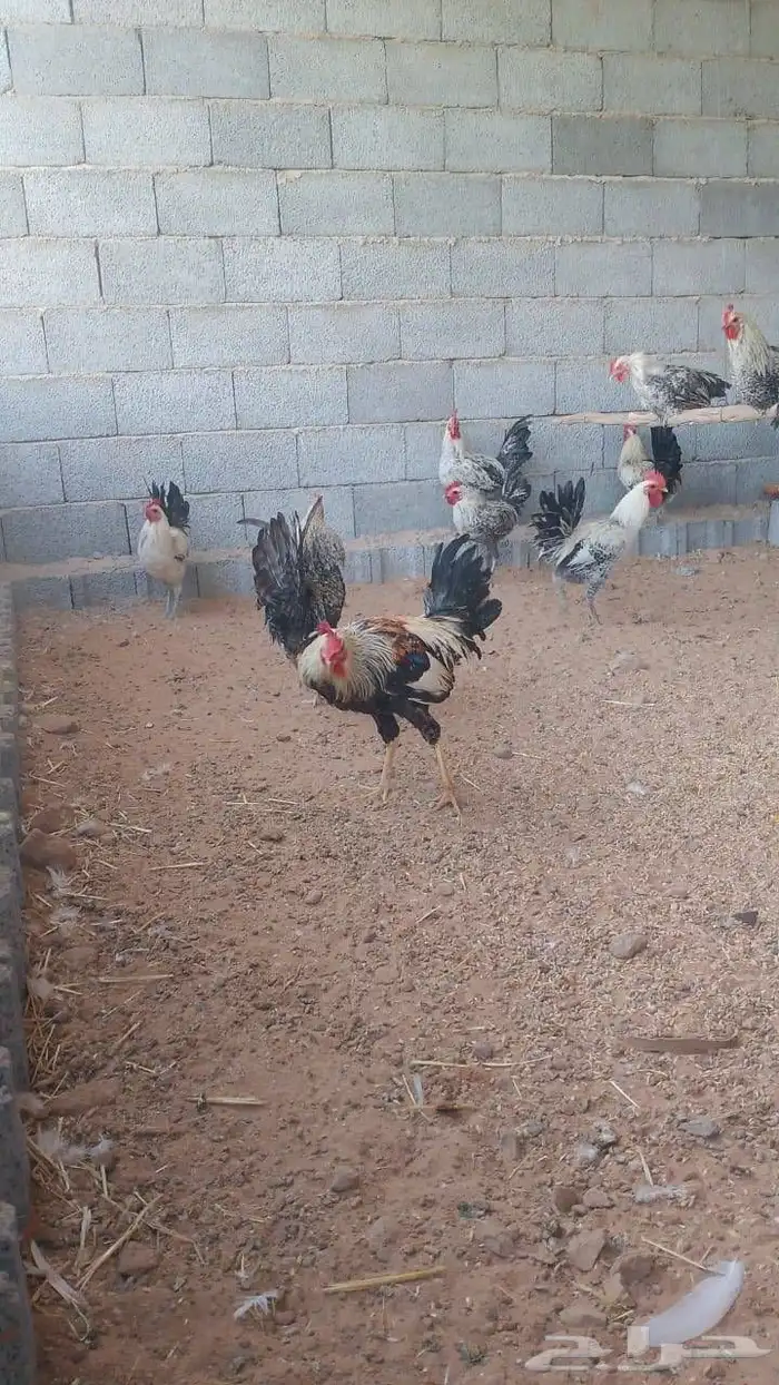 ديوك فيومي وبلدي من اربع شهور ونص الى سته شهور مسيومه من 20 0