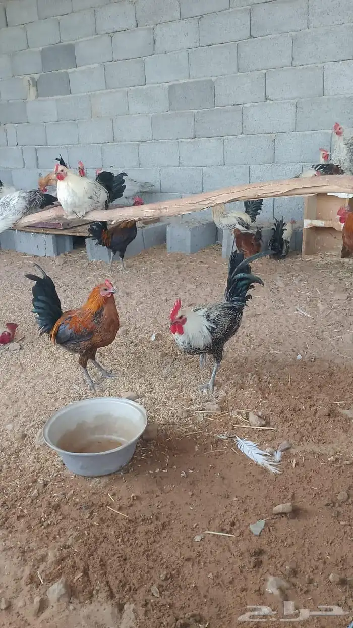 ديوك فيومي وبلدي من اربع شهور ونص الى سته شهور مسيومه من 20 3