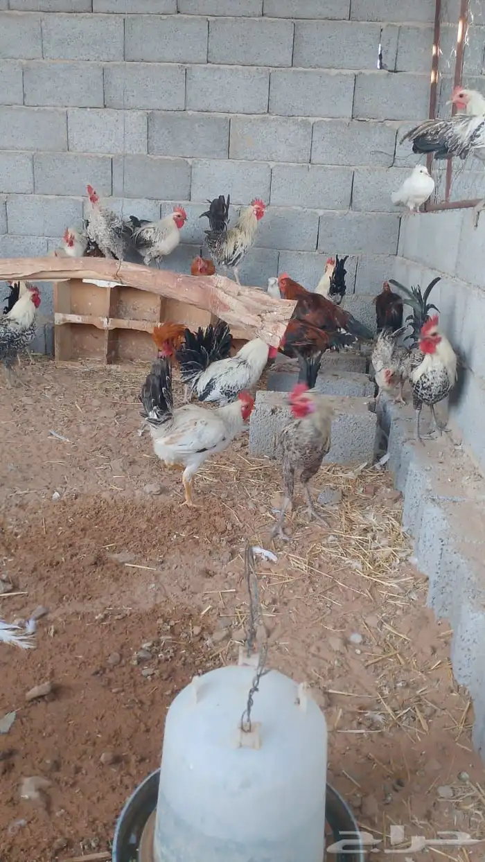 ديوك فيومي وبلدي من اربع شهور ونص الى سته شهور مسيومه من 20 2