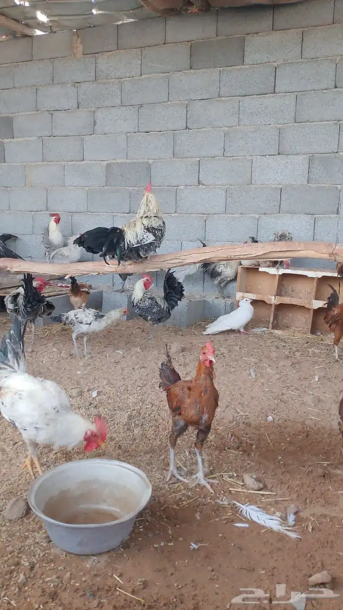 ديوك فيومي وبلدي من اربع شهور ونص الى سته شهور مسيومه من 20 1