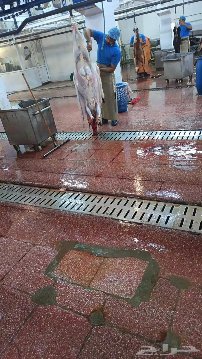 غنم جميع انواع الغنم 8