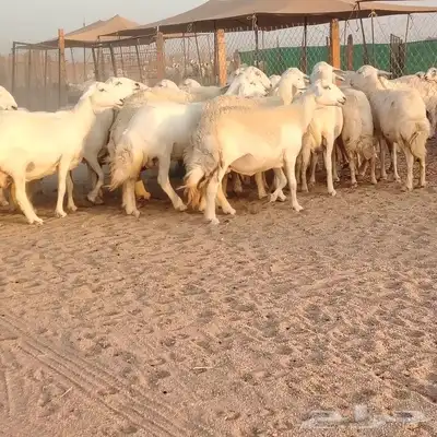 ضان حريات حرش صنف ودفيييع 29بالفخل 9