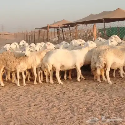 ضان حريات حرش صنف ودفيييع 29بالفخل 0