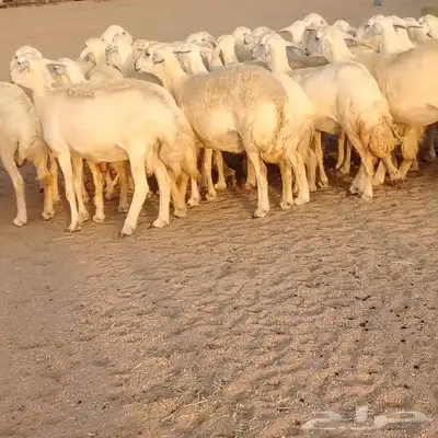 ضان حريات حرش صنف ودفيييع 29بالفخل 8