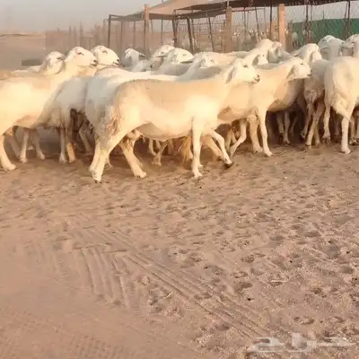 ضان حريات حرش صنف ودفيييع 29بالفخل 1