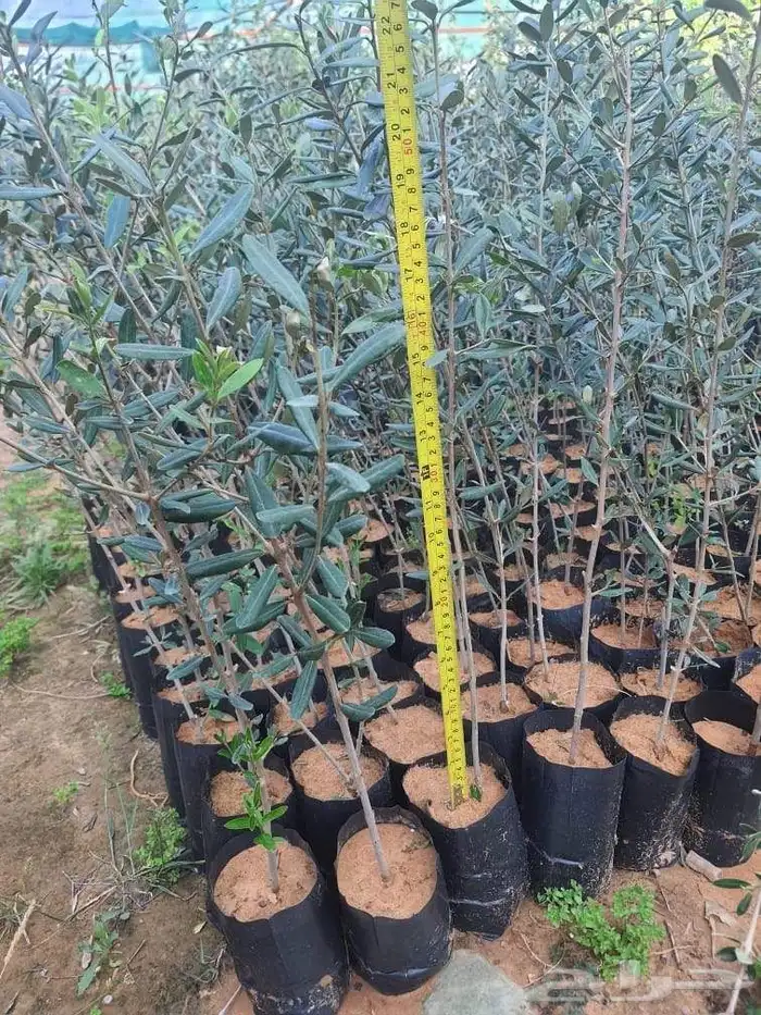 شتلات زيتون 0