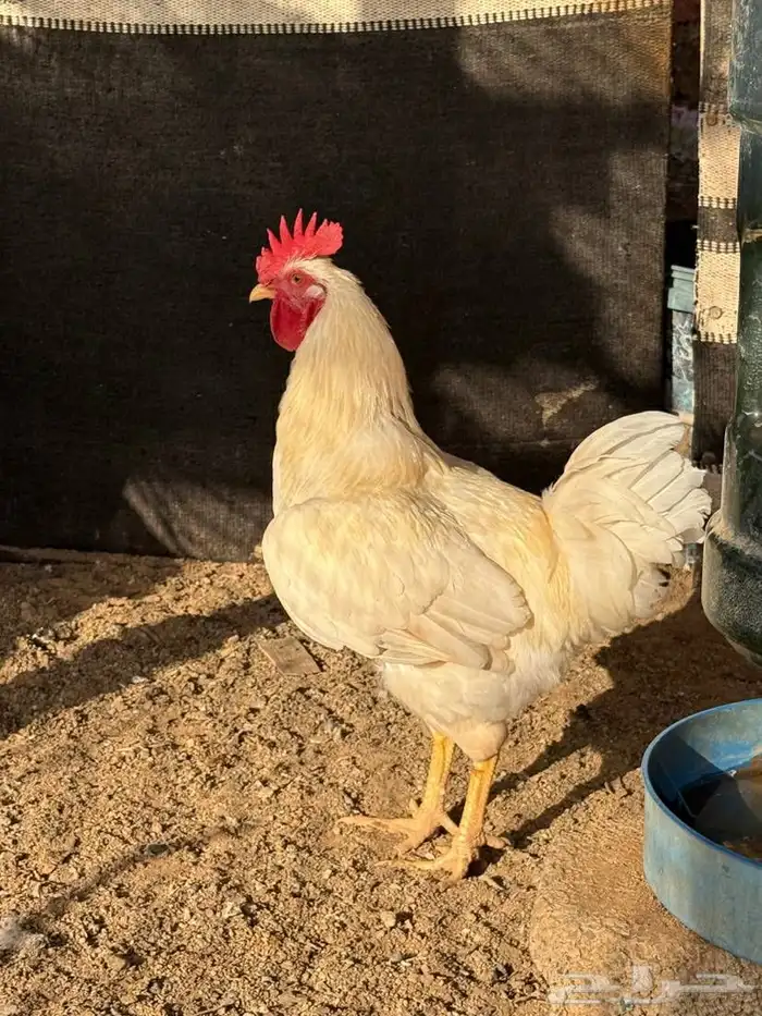 ديوك لوهمان براون بيور 0