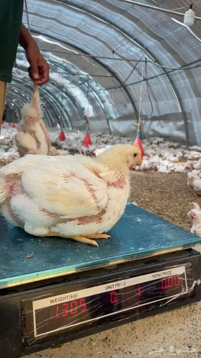 مشرف مزارع الدواجن خبره عاليه في هذا المجال 15سنه 1