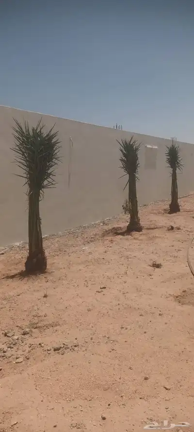 يوجد لدينا جميع انواع انخيل 2