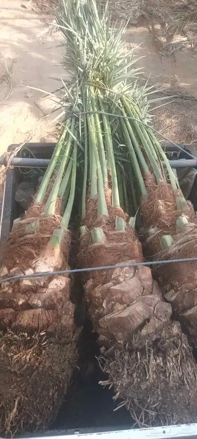 يوجد لدينا جميع انواع انخيل 5