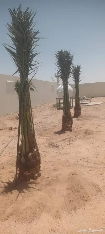 يوجد لدينا جميع انواع انخيل 1