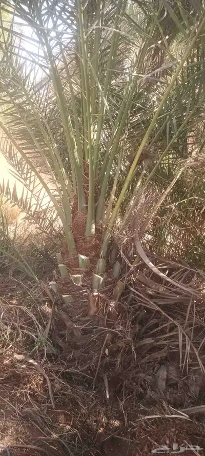 يوجد لدينا جميع انواع انخيل 4