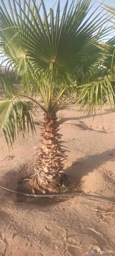 يوجد لدينا جميع انواع انخيل 9
