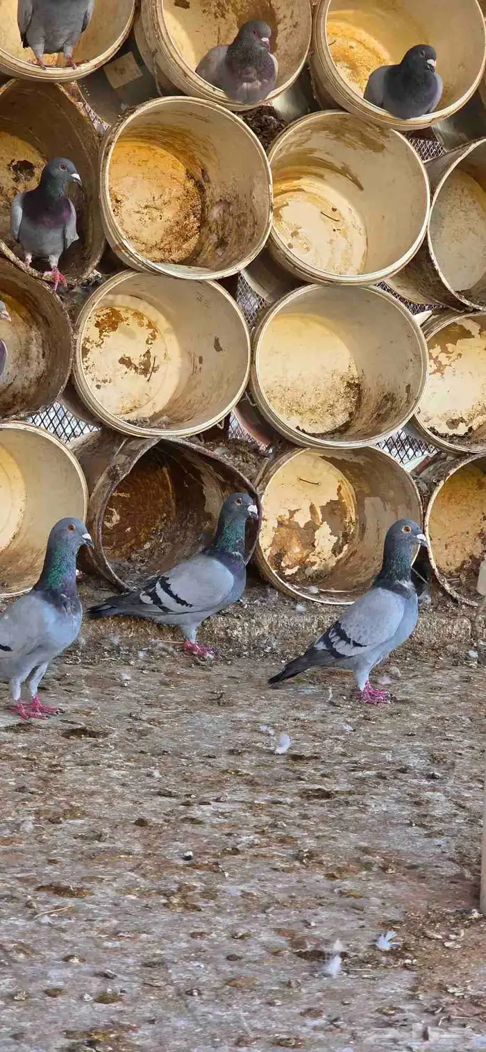 حمام زاجل وسلفر (تم البيع) 0