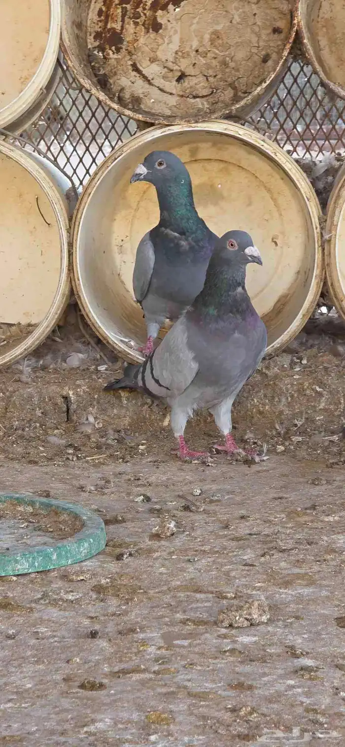 حمام زاجل وسلفر (تم البيع) 1