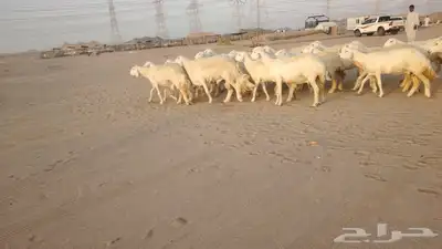 ضان حريات حرش صنف ودفيييع 29بالفخل 4