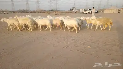 ضان حريات حرش صنف ودفيييع 29بالفخل 5