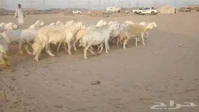 ضان حريات حرش صنف ودفيييع 29بالفخل 3