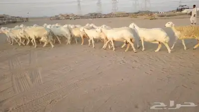 ضان حريات حرش صنف ودفيييع 29بالفخل 6