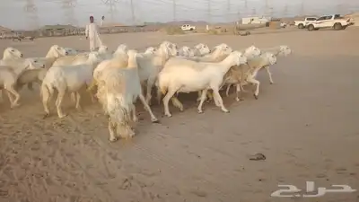 ضان حريات حرش صنف ودفيييع 29بالفخل 2