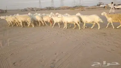 ضان حريات حرش صنف ودفيييع 29بالفخل 7