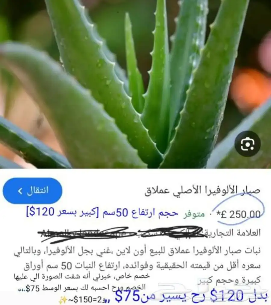 شاي ازرق بكج كامل 3اصناف ب 150 شاي ازرق عسل سدر صبار الوفيرا 18