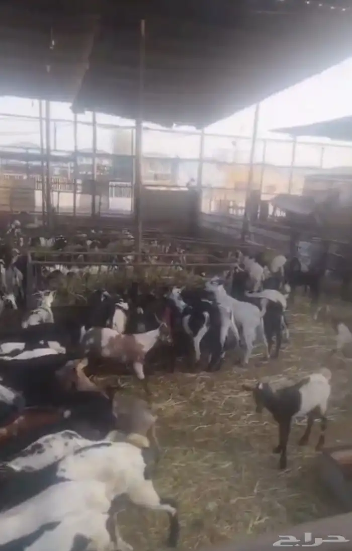 تيوس مرابي 0