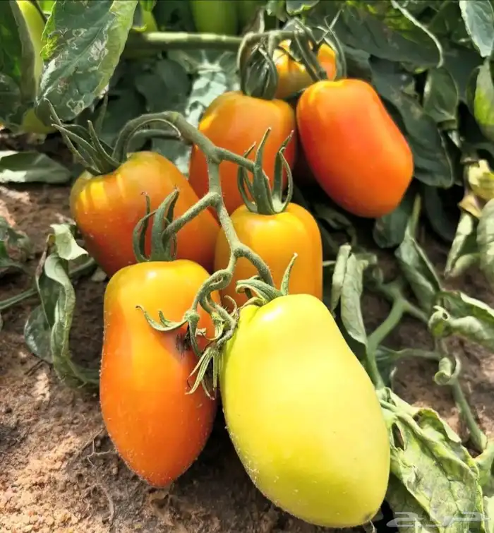 استصلاح وتأسيس مزارع واشراف على المزارع 0