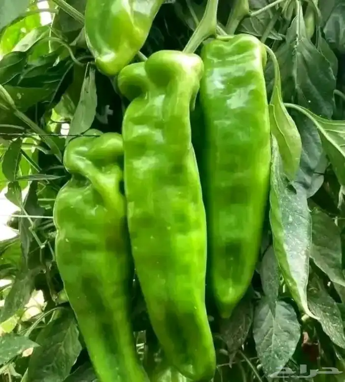 استصلاح وتأسيس مزارع واشراف على المزارع 1