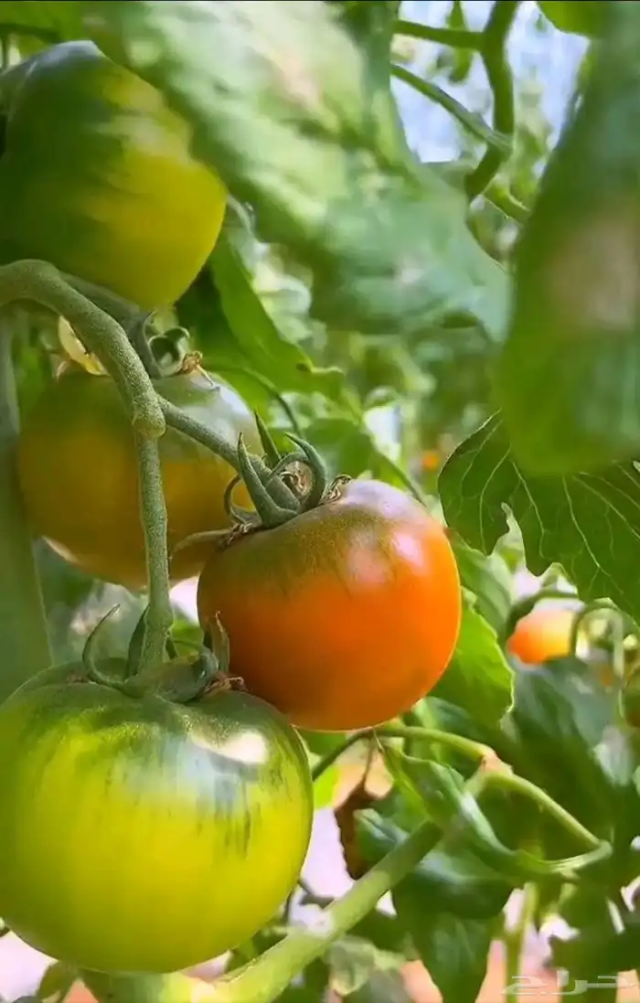 استصلاح وتأسيس مزارع واشراف على المزارع 2