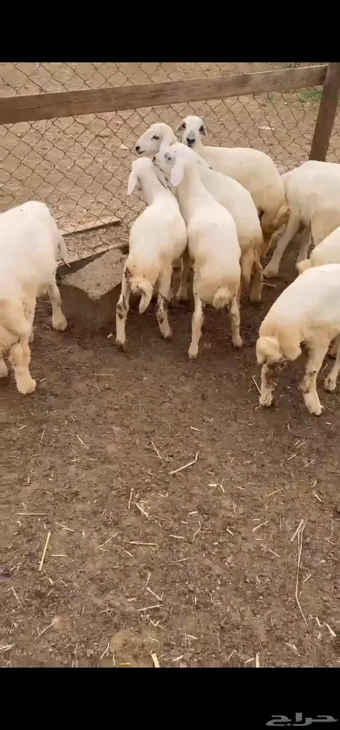 بهم تربيه نظيف 3
