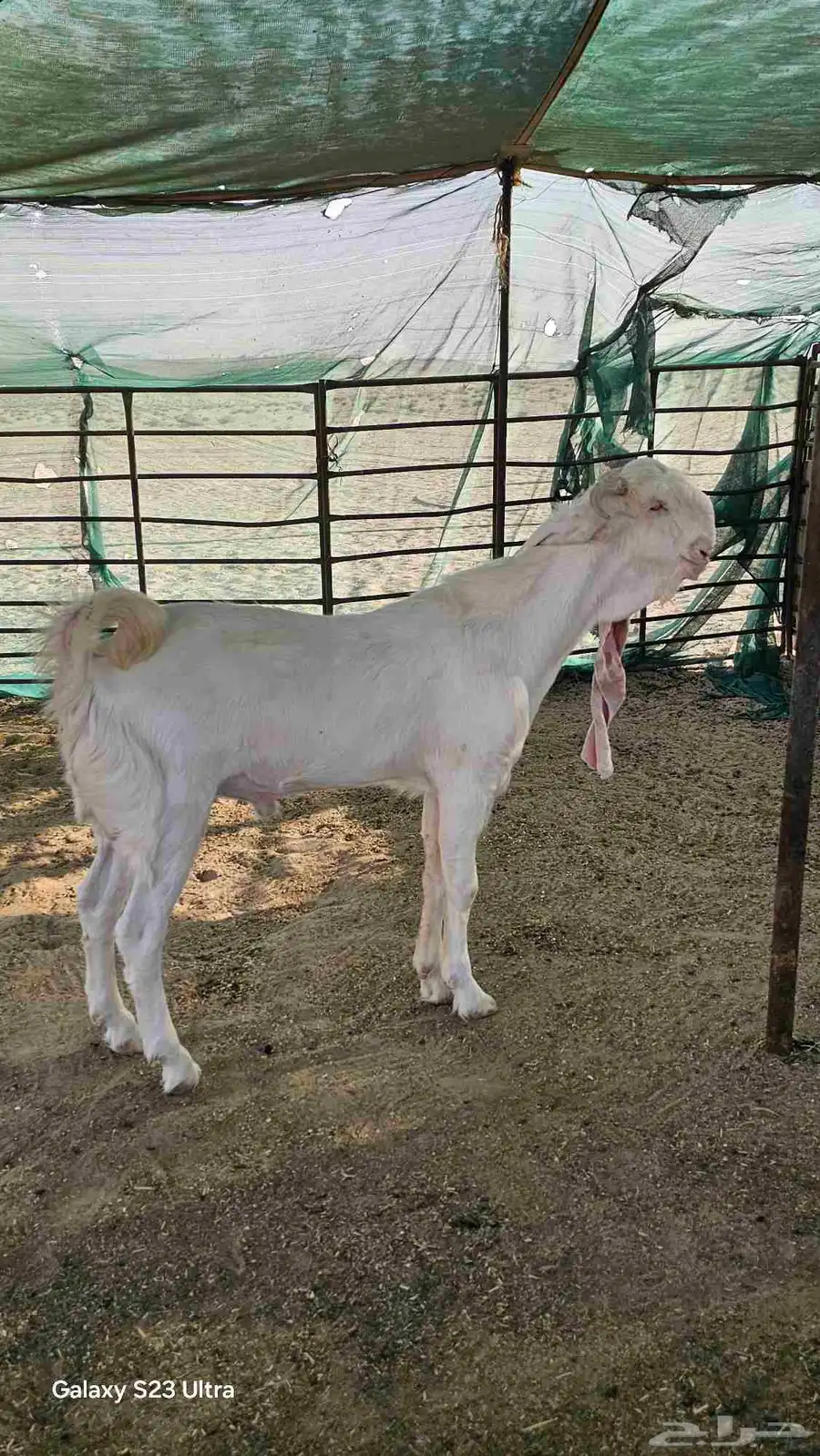 للبيع تيس مطور فاخر فاخر 1
