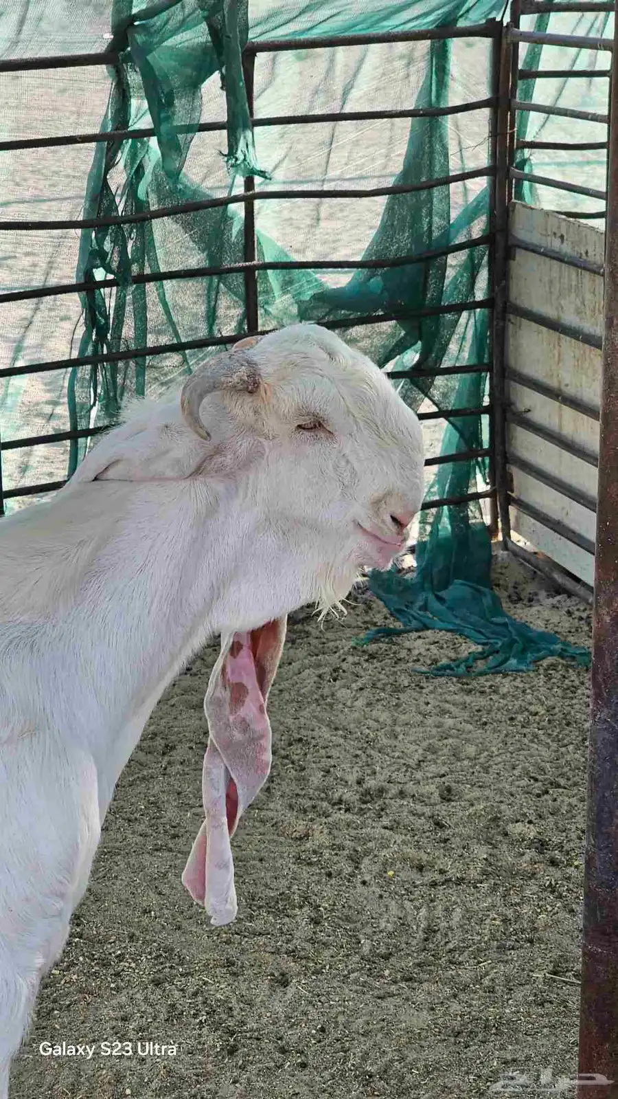 للبيع تيس مطور فاخر فاخر 0