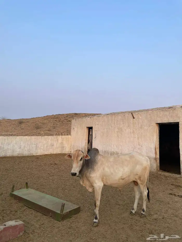 حسان بلدي 1