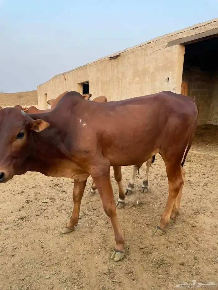 حسان بلدي 2