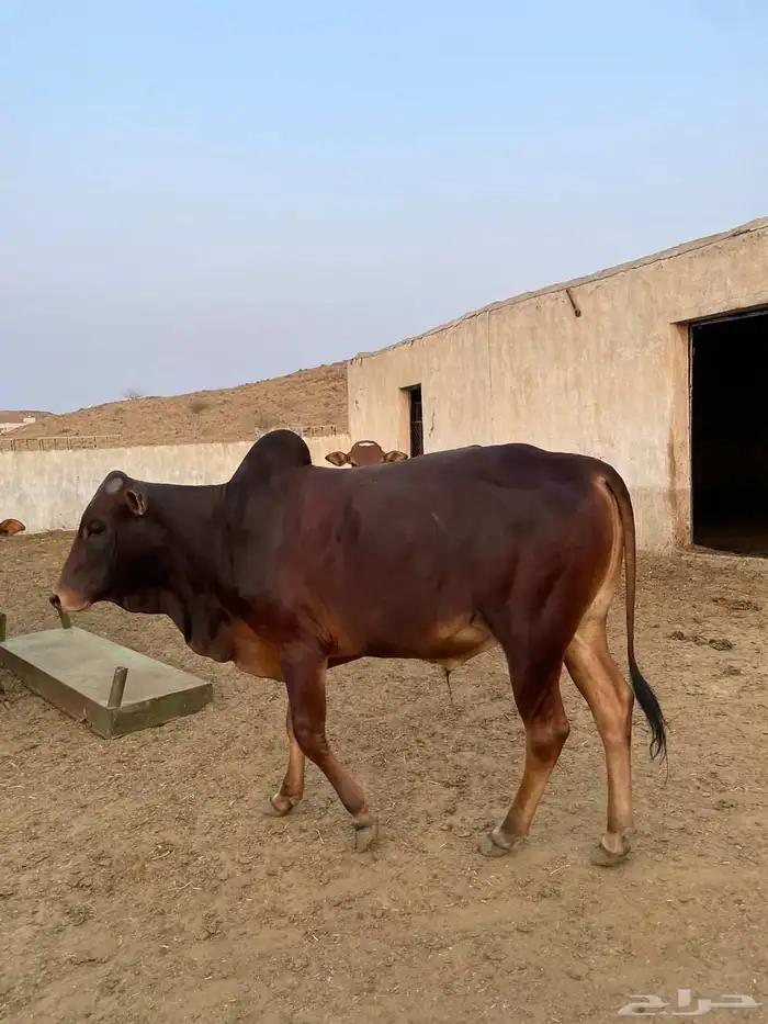 حسان بلدي 3