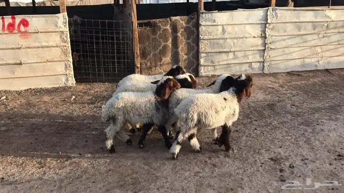 دواغير نعيم العدد 6 4