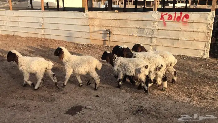 دواغير نعيم العدد 6 9