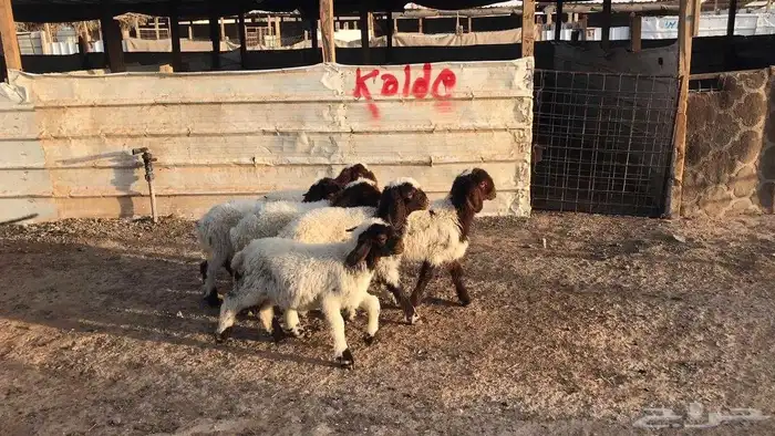 دواغير نعيم العدد 6 6