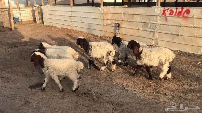 دواغير نعيم العدد 6 0