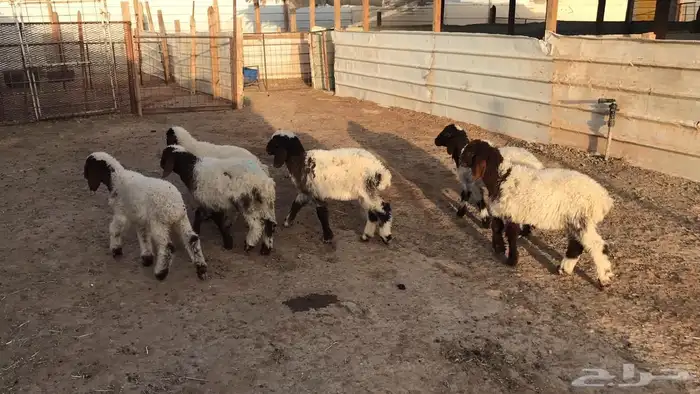 دواغير نعيم العدد 6 2