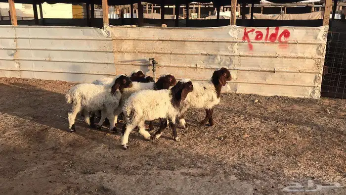 دواغير نعيم العدد 6 3