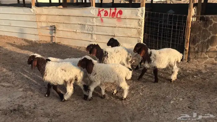 دواغير نعيم العدد 6 5