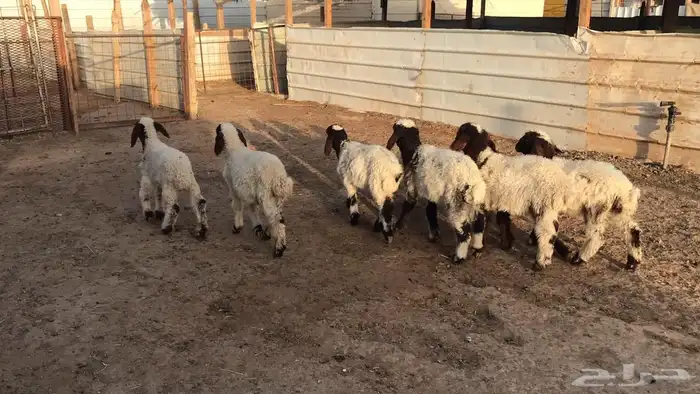 دواغير نعيم العدد 6 7