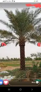 تسوير الاراضي والمزارع بالشبك 7