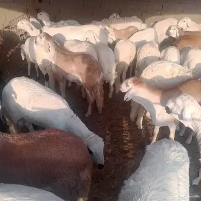 حري. سواكني احمر سواكني ابيض 1
